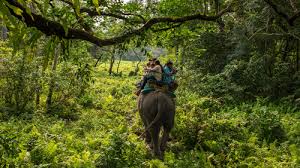 Best Things to Do in Sauraha - A Complete Guide